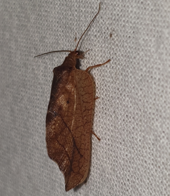 Drepanepteryx phalaenoides