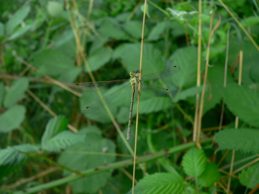 Lestes barbarus - foltosszárnyjegyű rablószitakötő