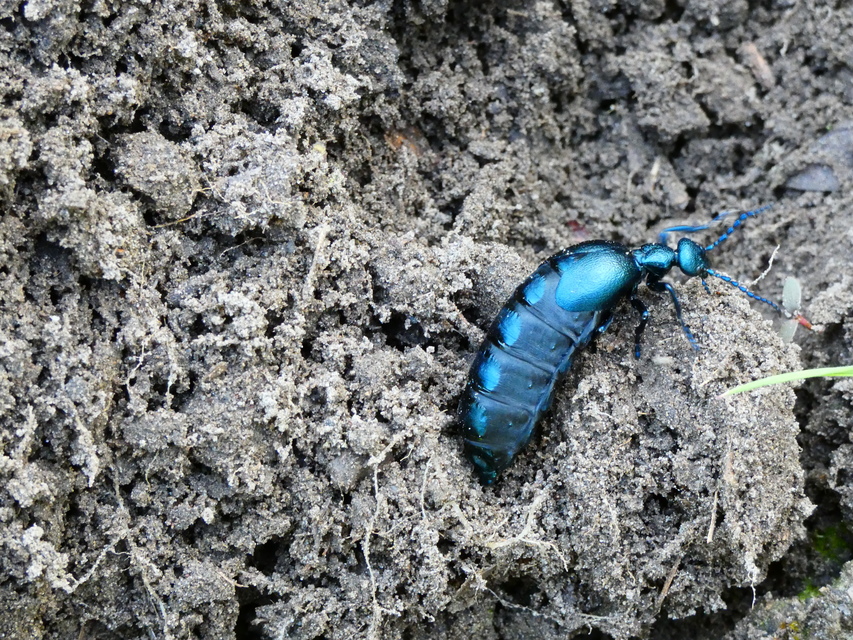 Meloe violaceus - kék nünüke