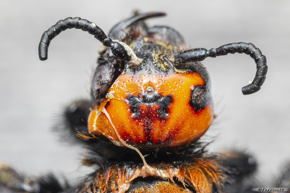 Megascolia maculata - óriás-tőrösdarázs