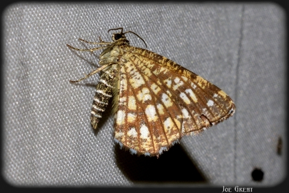 Chiasmia clathrata - rácsos rétiaraszoló
