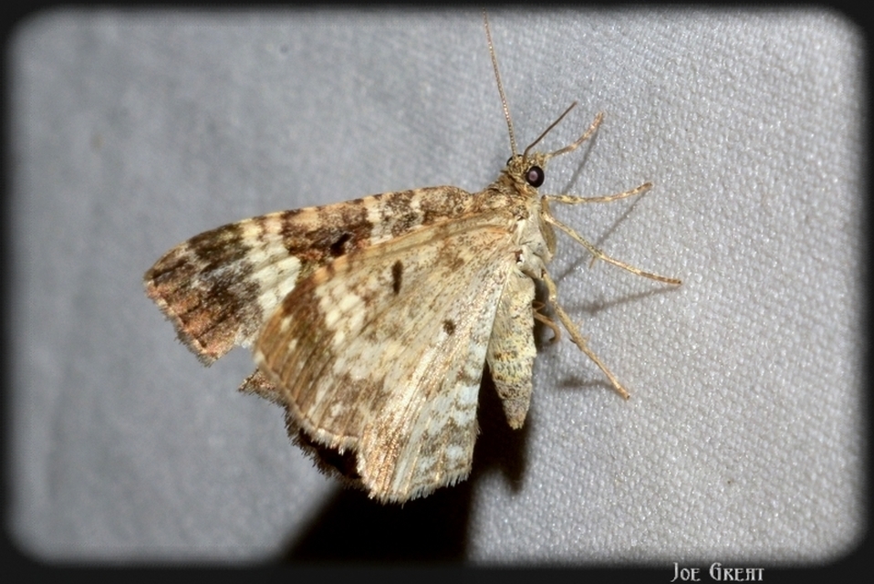 Epirrhoe alternata - galaj-tarkaaraszoló