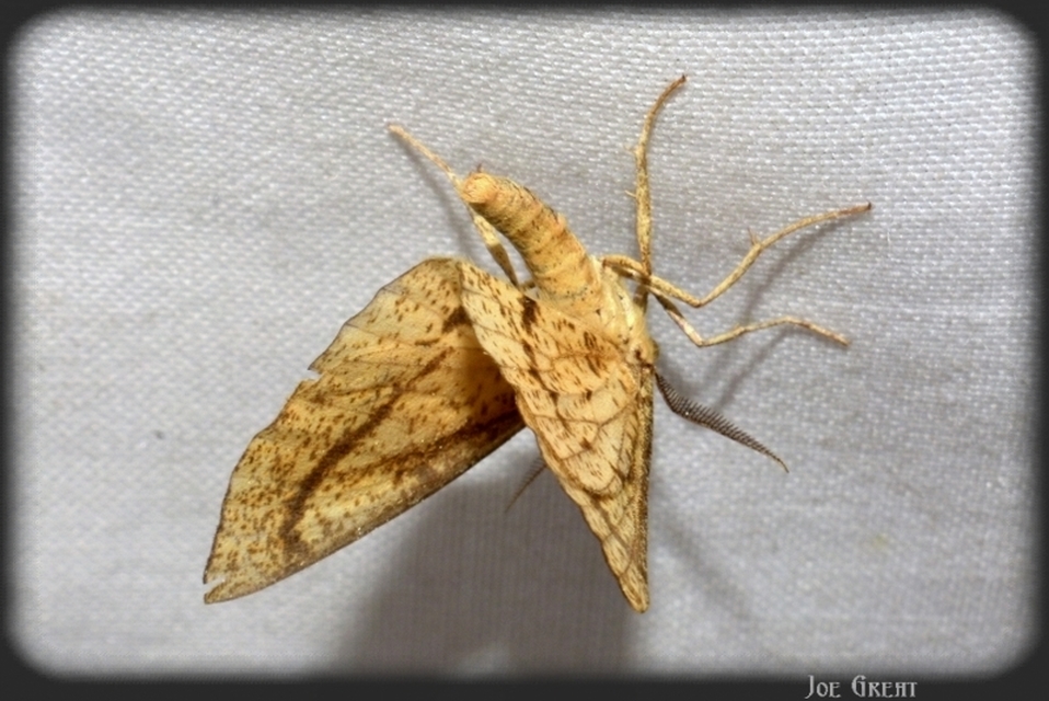 Hypoxystis pluviaria - hegyesszárnyú lápiaraszoló
