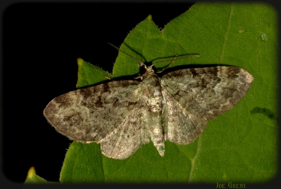 Pasiphila rectangulata - almavirág-araszoló