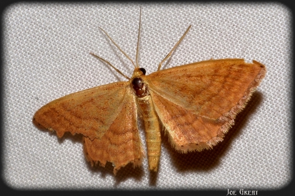 Idaea ochrata - okkerszínű sávosaraszoló