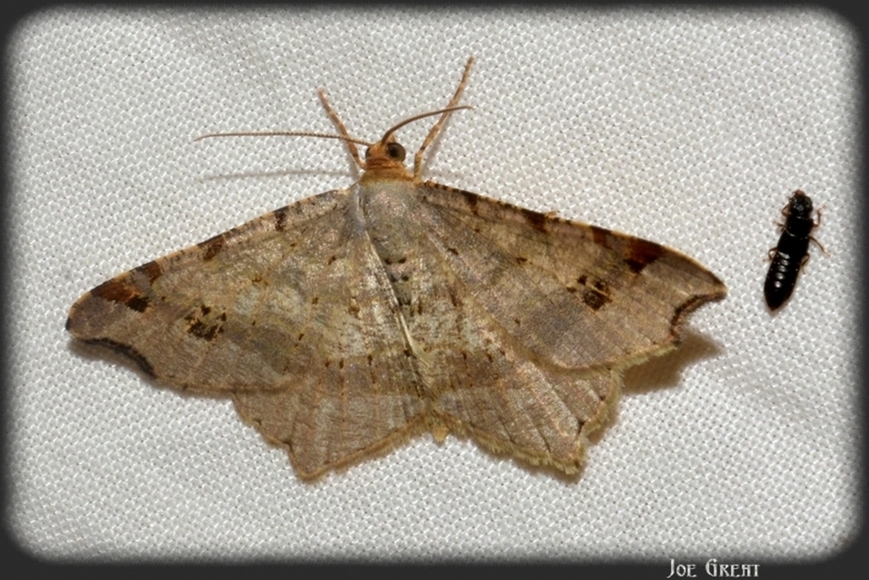 Macaria alternata - közönséges szürkearaszoló
