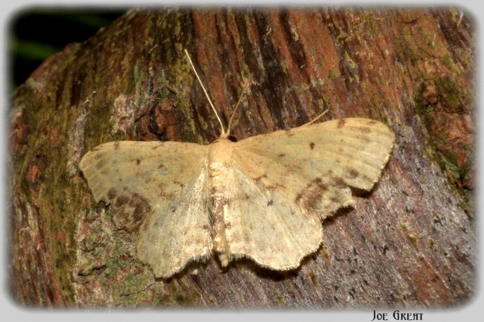 Idaea dimidiata - gyakori apróaraszoló