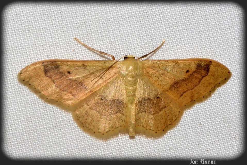 Idaea aversata - nagy sávosaraszoló