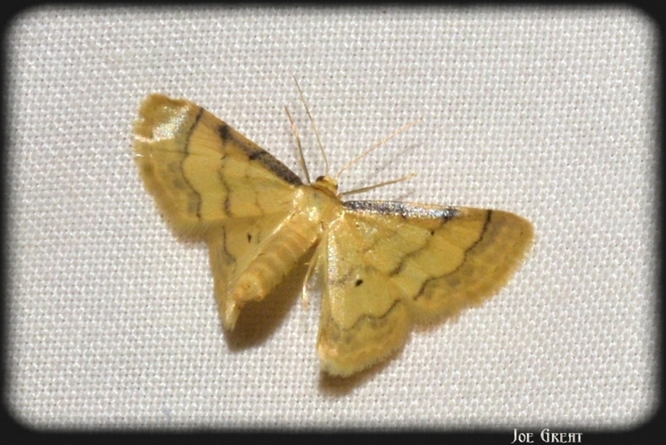 Idaea politaria - vonalas apróaraszoló