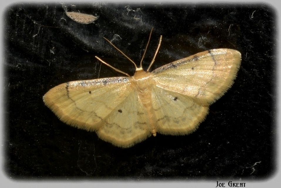 Idaea politaria - vonalas apróaraszoló