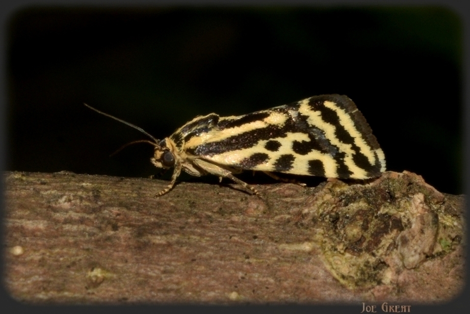 Emmelia trabealis - zebrabagoly