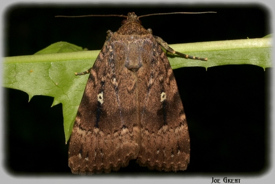 Amphipyra berbera/pyramidea