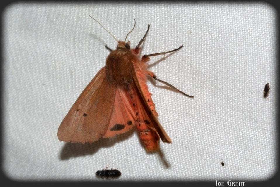Phragmatobia fuliginosa - füstös medvelepke