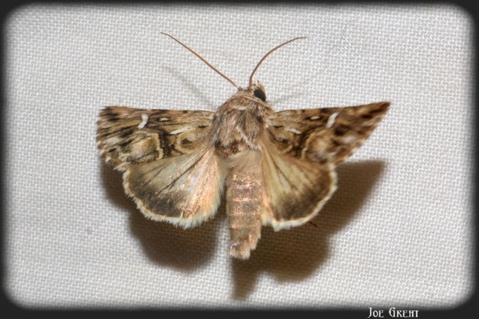 Calophasia lunula - gyújtoványfű-apróbagoly