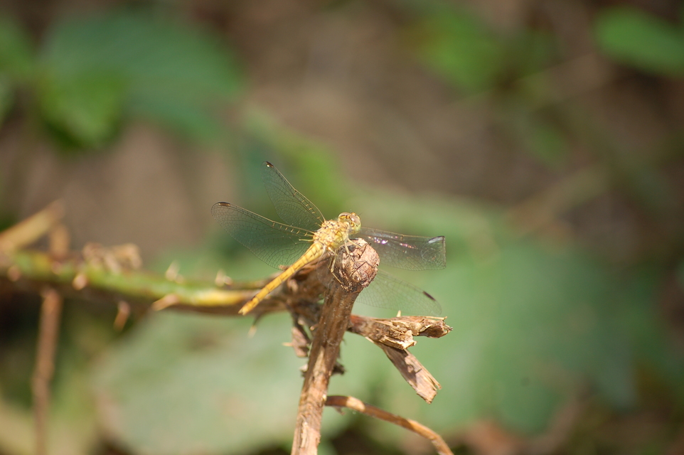 Sympetrum meridionale - fakó katona-szitakötő
