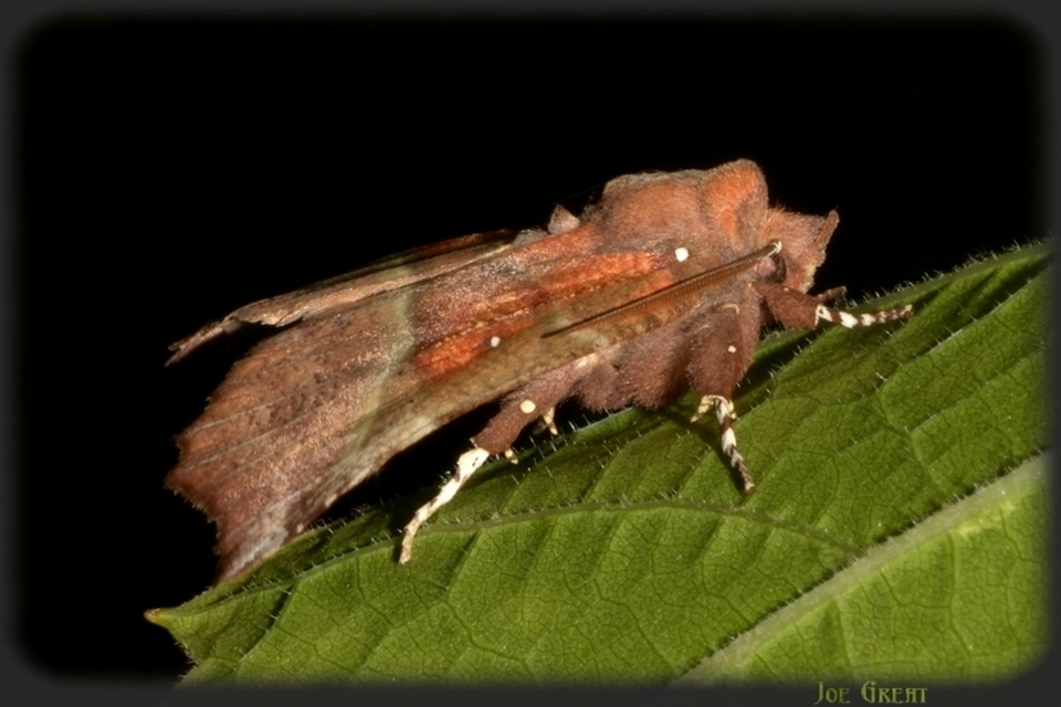 Scoliopteryx libatrix - vörös csipkésbagoly