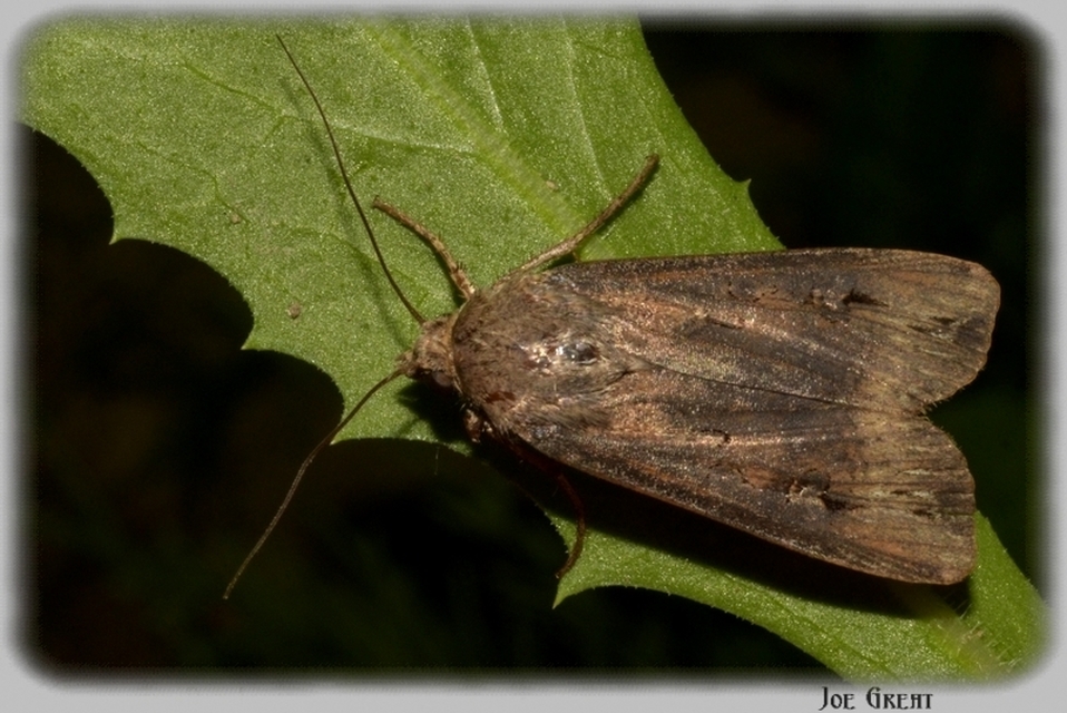 Agrotis ipsilon - nagy földibagoly