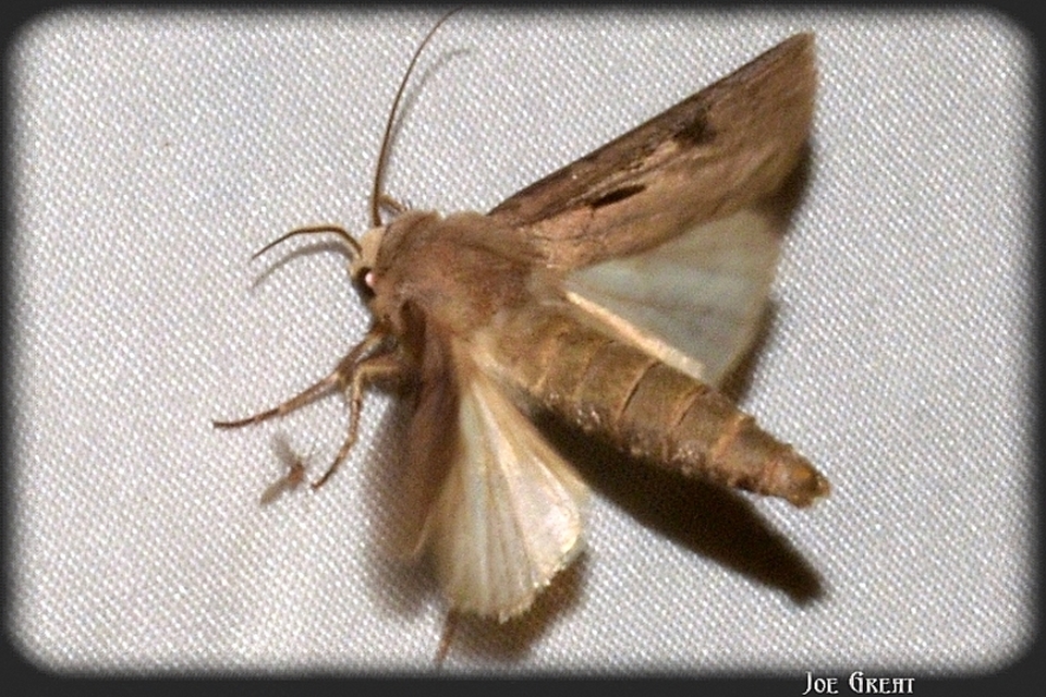 Agrotis exclamationis - felkiáltójeles földibagoly