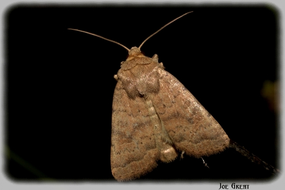Hoplodrina octogenaria - barna selymesbagoly