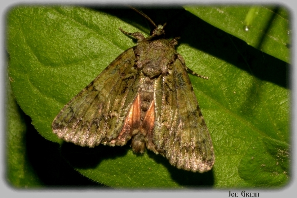Polyphaenis sericata - selyemfényű erdeibagoly