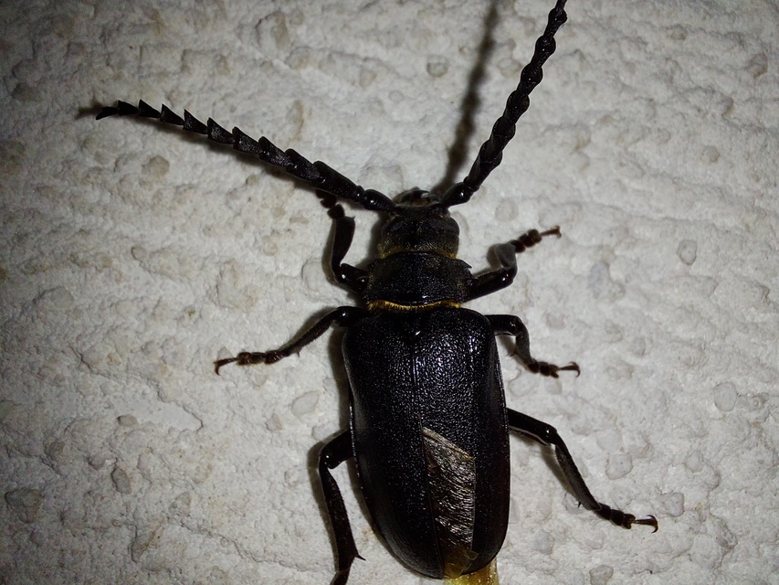 Prionus coriarius - csőszcincér