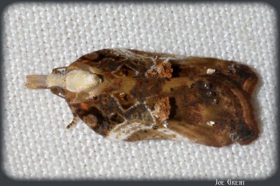 Acleris cristana - pamacsos levélmoly
