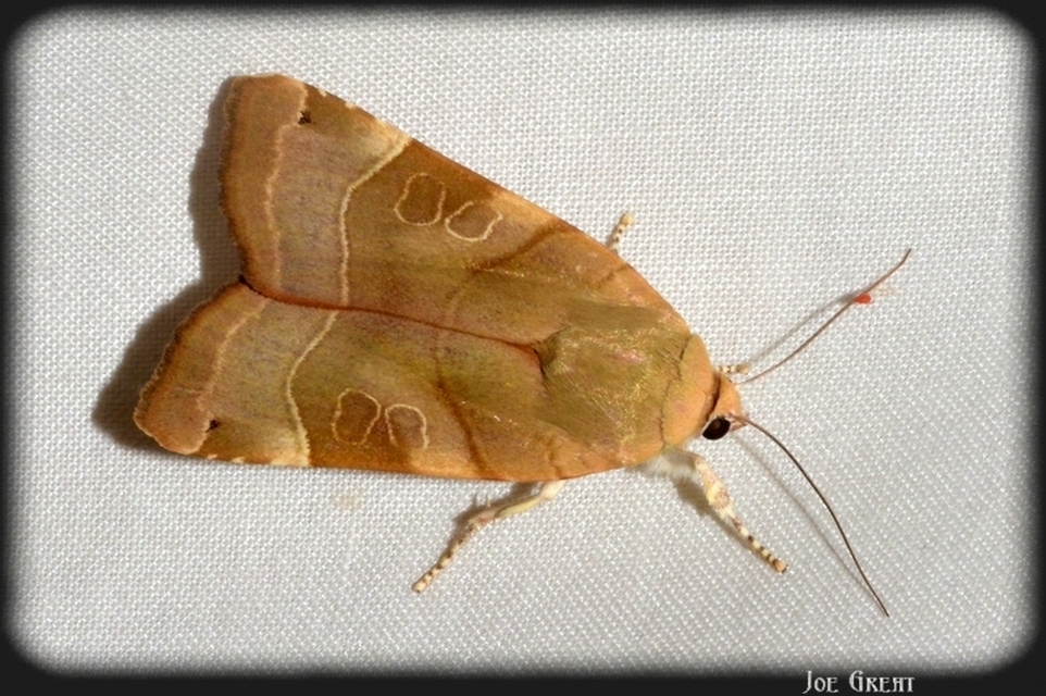 Noctua fimbriata - szélessávú sárgafűbagoly