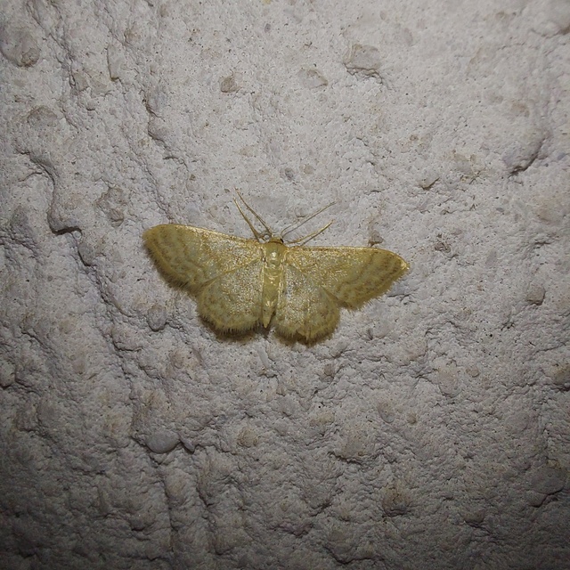 Idaea dilutaria - napvirág-apróaraszoló