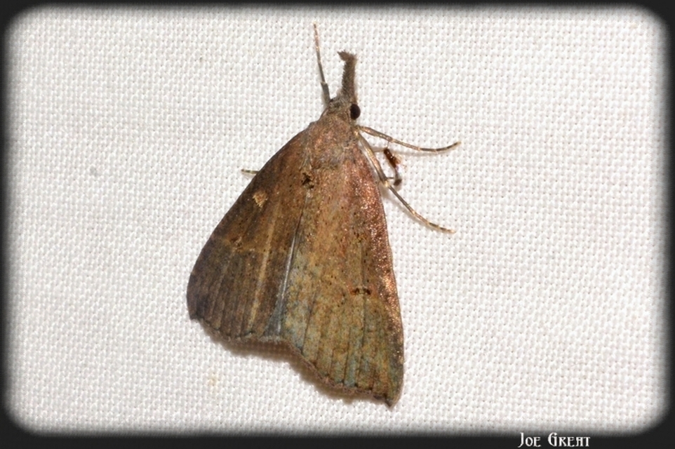 Hypena rostralis - közönséges karcsúbagoly