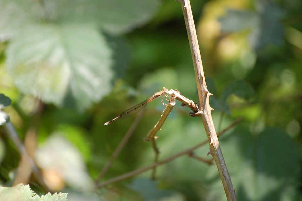 Sympecma fusca - téli rablószitakötő