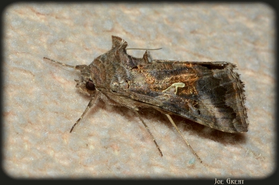 Autographa gamma - gammalepke