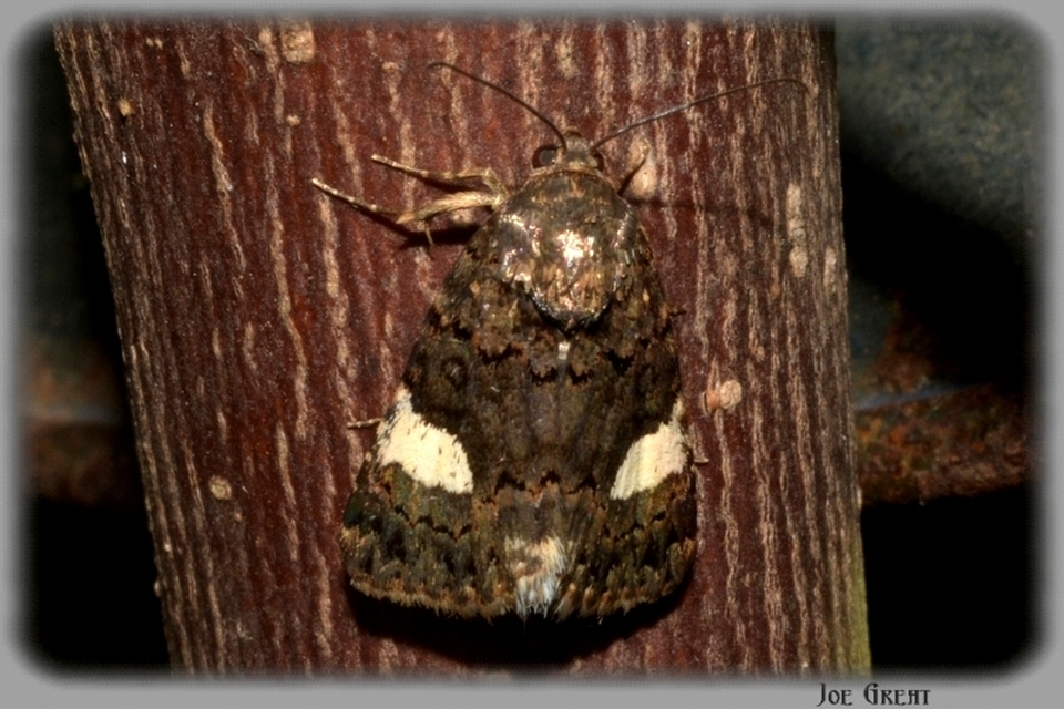 Tyta luctuosa - fekete nappalibagoly