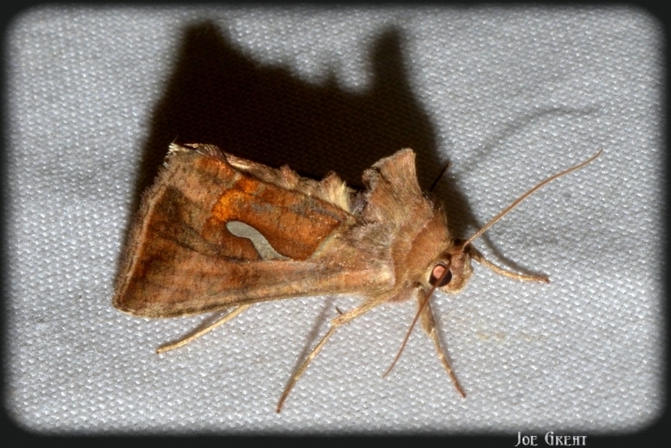Macdunnoughia confusa - cseppfoltos ezüstbagoly