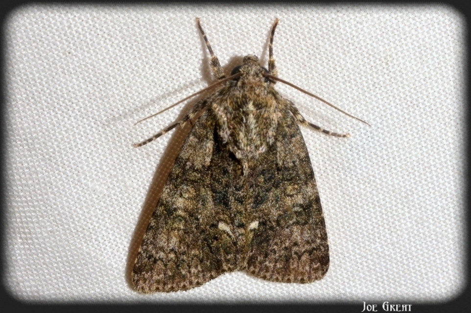 Acronicta rumicis - sóska-szigonyosbagoly