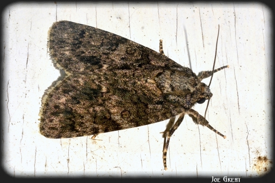Acronicta rumicis - sóska-szigonyosbagoly