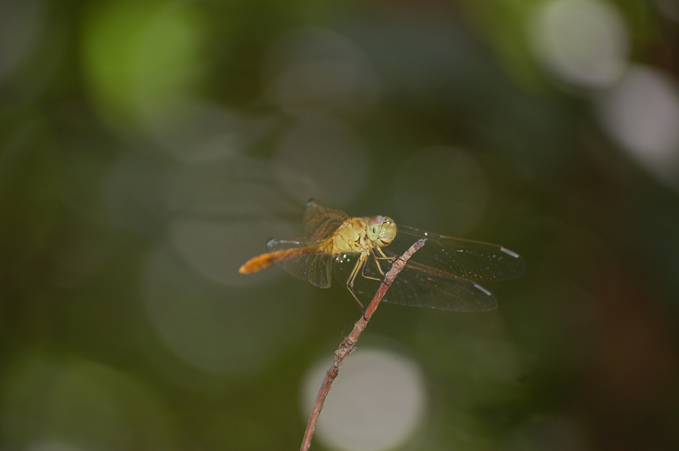 Sympetrum meridionale - fakó katona-szitakötő