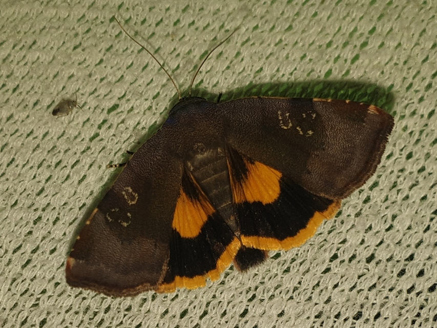 Noctua janthina - tarka sárgafűbagoly
