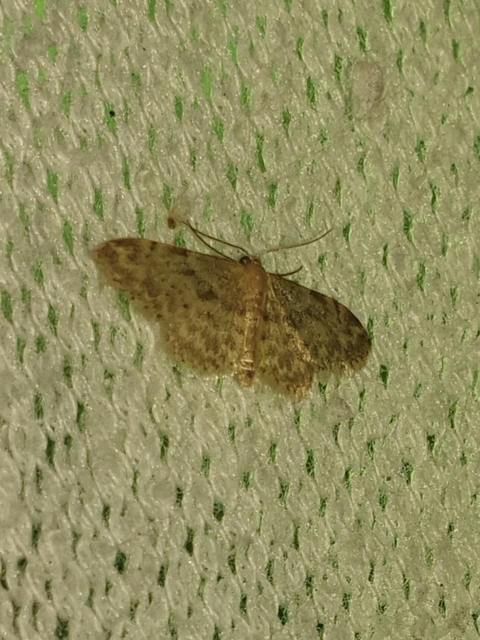 Idaea inquinata - mintás apróaraszoló