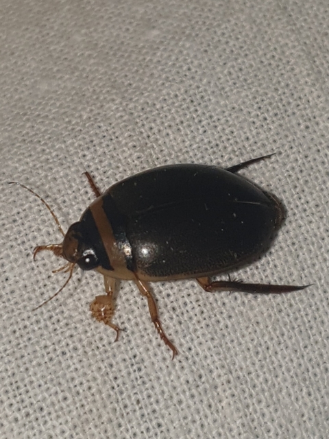 Graphoderus cinereus - gyakori tavicsíkbogár