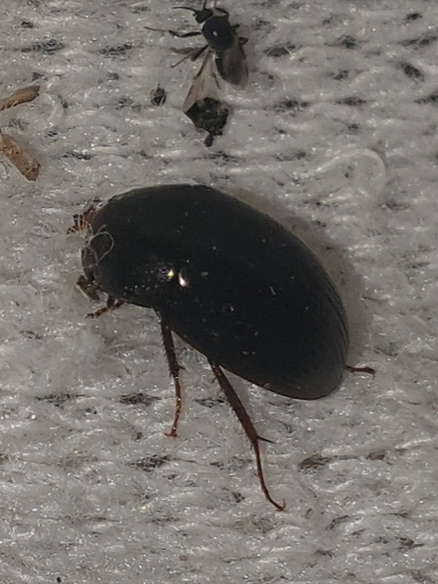 Hydrobius