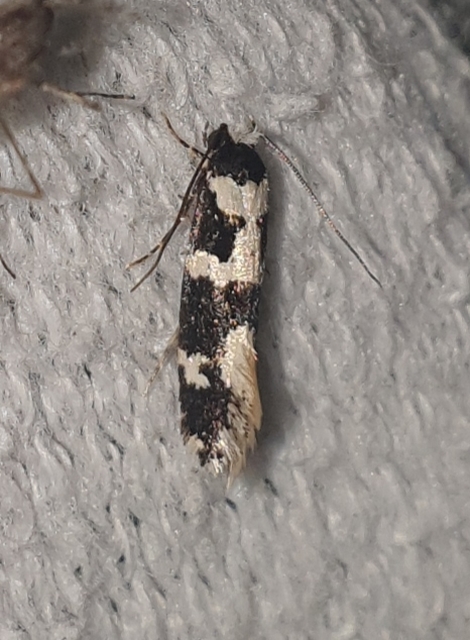 Neurothaumasia ankerella - magyarmoly
