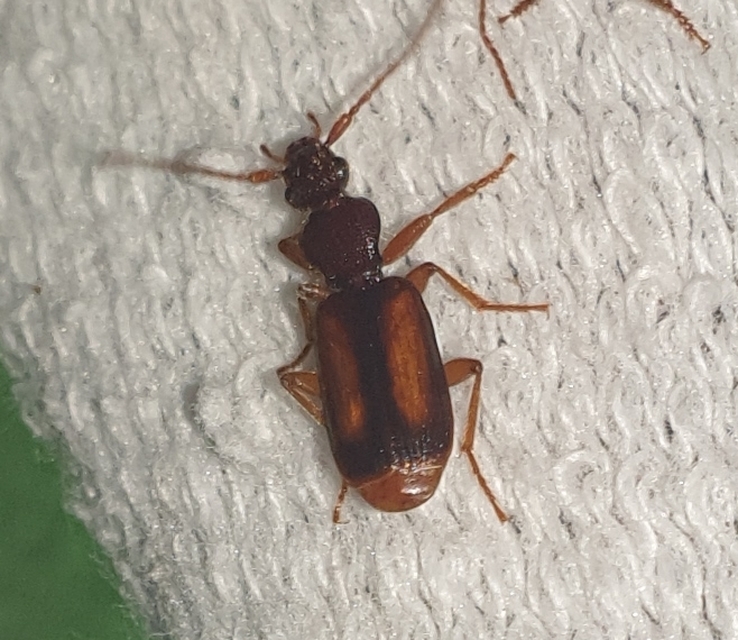 Polistichus connexus - barna sutafutó