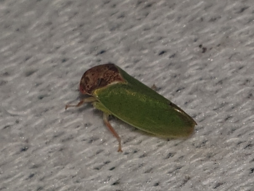 Iassus