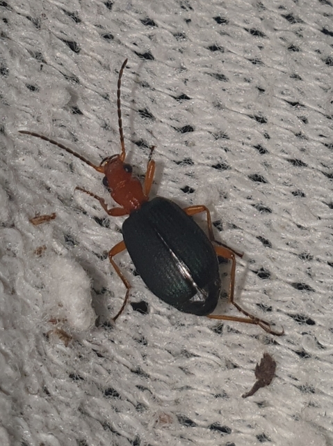 Brachinus nigricornis - feketelábú pöfögőfutó