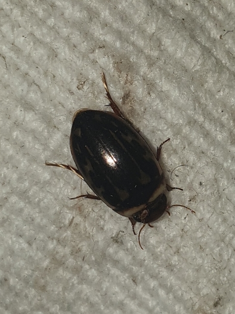 Platambus maculatus - tarka csíkbogár