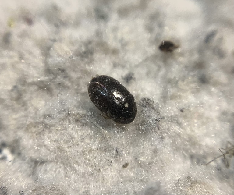 Trogoderma glabrum - fekete gabonaporva