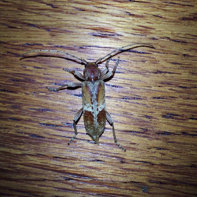 Trichoferus pallidus - sápadt éjicincér