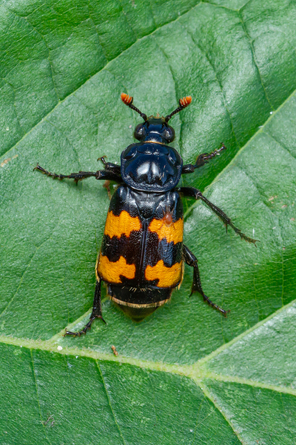 Nicrophorus interruptus - sárgaszőrű temetőbogár