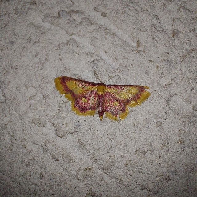 Idaea muricata - mocsári pirosaraszoló