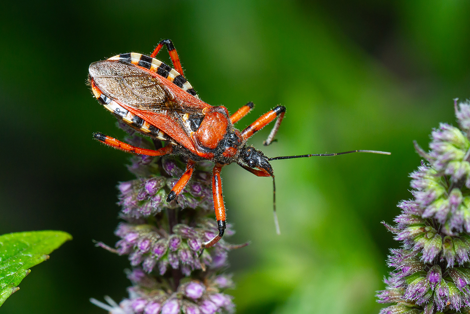 Rhynocoris iracundus - közönséges gyilkospoloska